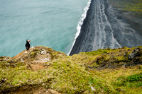 Puffin at Dyrhólaey, South Iceland
