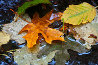 Fall