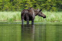 Moose at Horseshoe Lake, Denali National Park