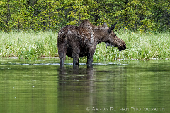 Moose at Horseshoe Lake, Denali National Park