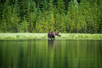 Moose at Horseshoe Lake, Denali National Park