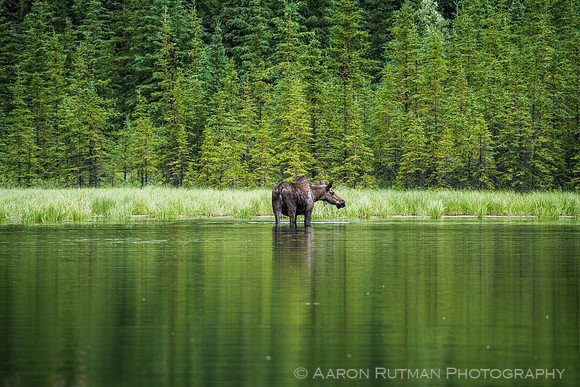 Moose at Horseshoe Lake, Denali National Park