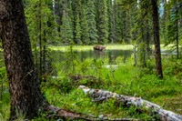 Moose at Horseshoe Lake, Denali National Park