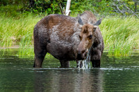 Moose at Horseshoe Lake, Denali National Park