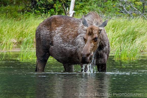 Moose at Horseshoe Lake, Denali National Park