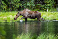 Moose at Horseshoe Lake, Denali National Park