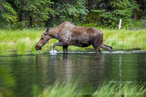 Moose at Horseshoe Lake, Denali National Park