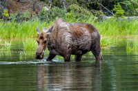 Moose at Horseshoe Lake, Denali National Park