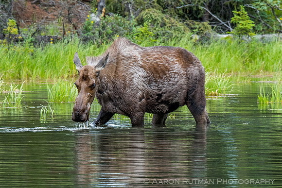 Moose at Horseshoe Lake, Denali National Park