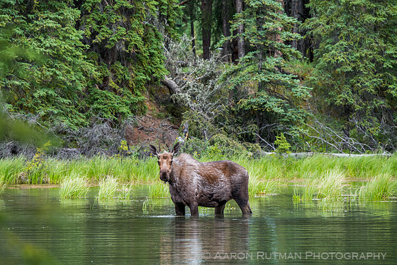 Moose at Horseshoe Lake, Denali National Park