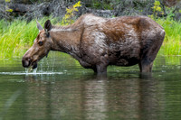 Moose at Horseshoe Lake, Denali National Park
