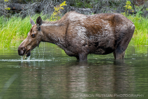 Moose at Horseshoe Lake, Denali National Park