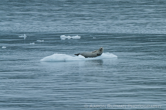 Prince William Sound, AK