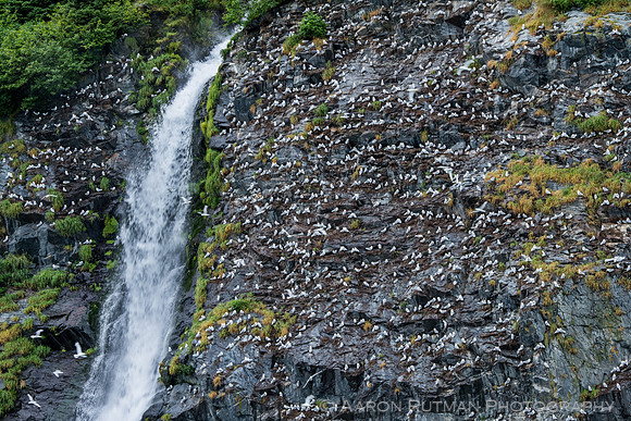 Prince William Sound, AK