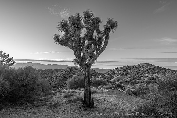 Eureka Peak, Joshua Tree National Park