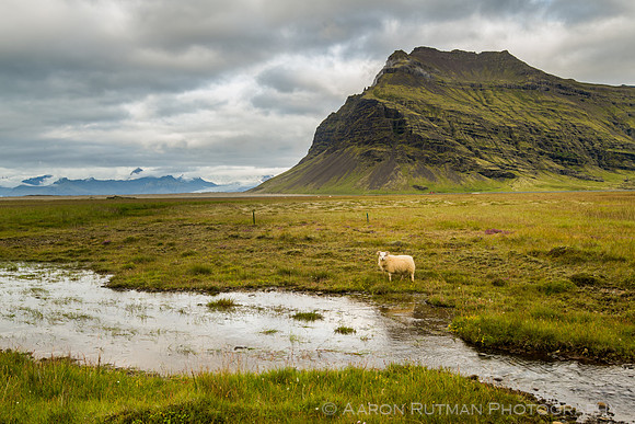 Lamb, South Iceland