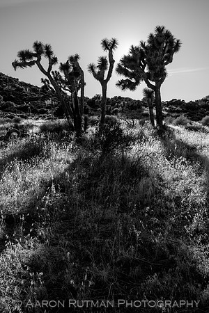 Hi-View Trail, Joshua Tree National Park