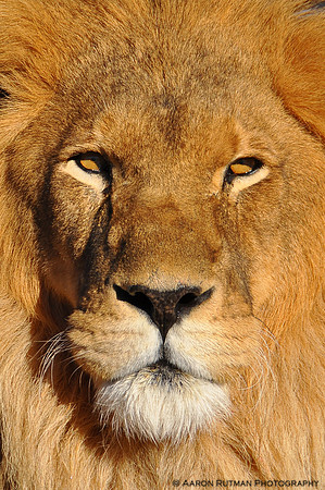Lion stare