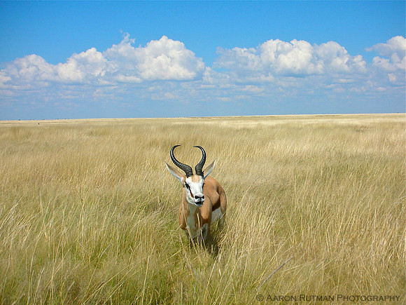 Lone springbok, Etosha, Namibia