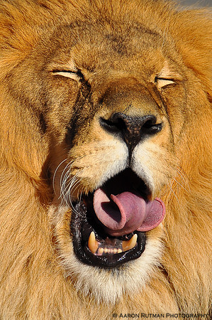 Lion Yawn