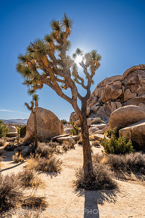 Hall of Horrors Nature Area, Joshua Tree National Park