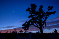 Lower Covington Flat, Joshua Tree National Park