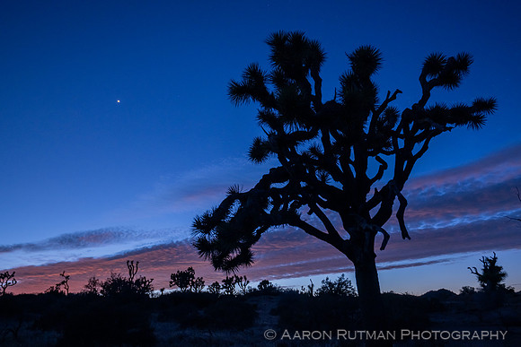 Lower Covington Flat, Joshua Tree National Park