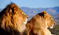Lion and lioness profile