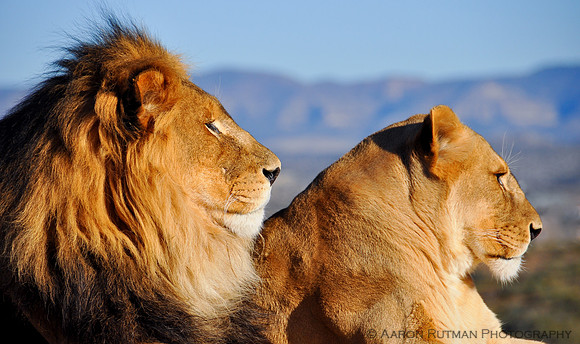 Lion and lioness profile
