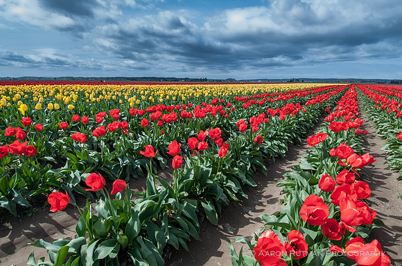 Roozengaarde, Skagit Valley Tulip Festival