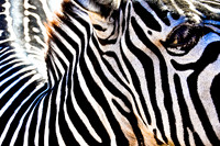 Plains zebra