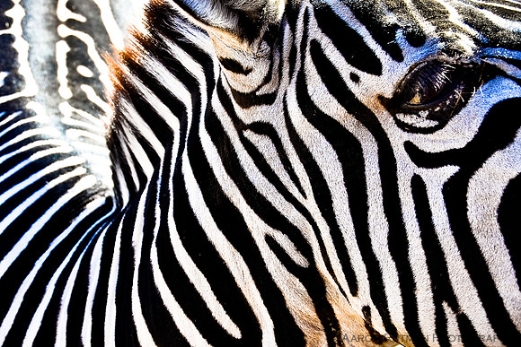 Plains zebra