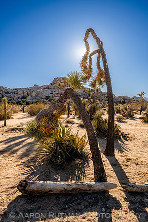 Barker Dam Nature Area, Joshua Tree National Park