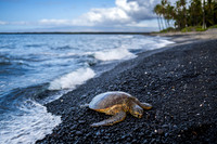 Kiholo Bay