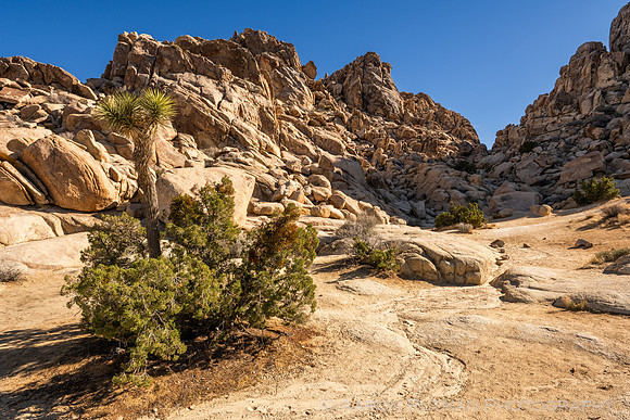 Jumbo Rocks, Joshua Tree National Park
