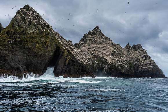 Gannets at Little Skellig