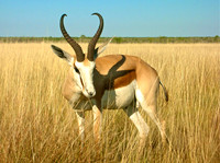 Springbok, Etosha, Namibia