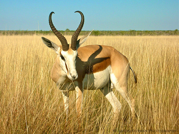 Springbok, Etosha, Namibia