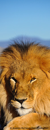 Lion male (pano)