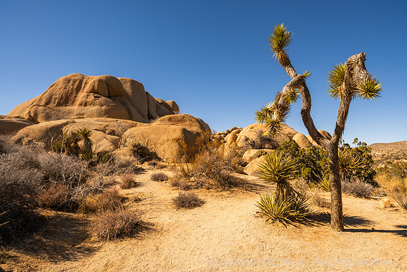 Barker Dam Nature Area, Joshua Tree National Park