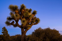 Eureka Peak, Joshua Tree National Park