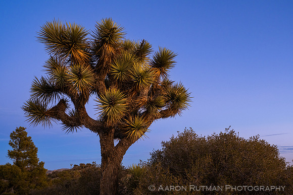 Eureka Peak, Joshua Tree National Park