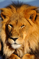 Male Lion