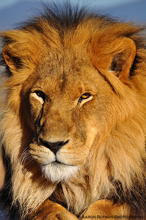 Male Lion