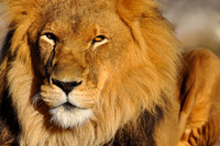 Male lion stare