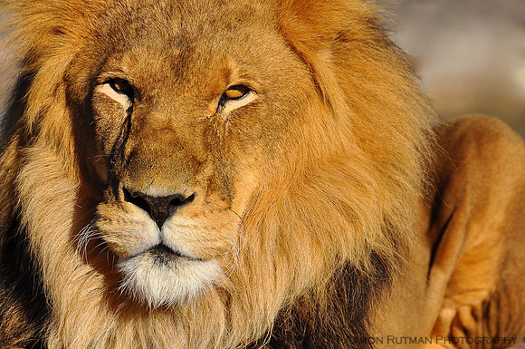 Male lion stare