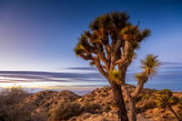 2025: Joshua Tree