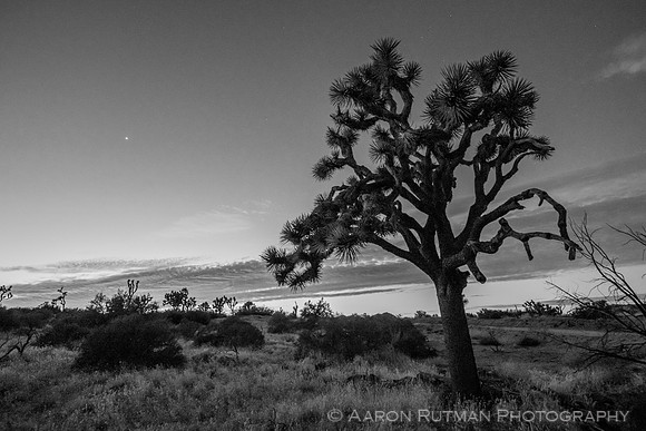 Lower Covington Flat, Joshua Tree National Park