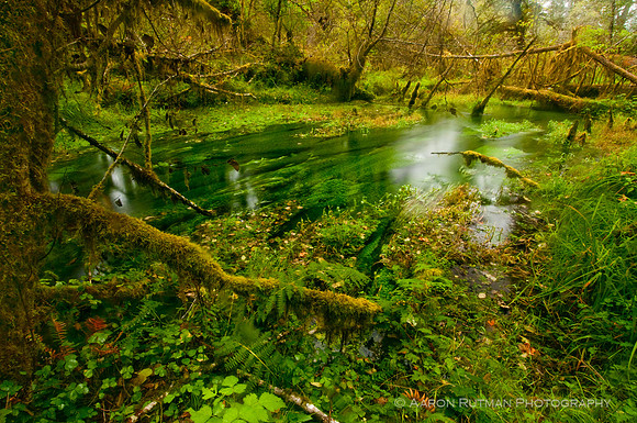 Hoh Rainforest, Olympic National Park
