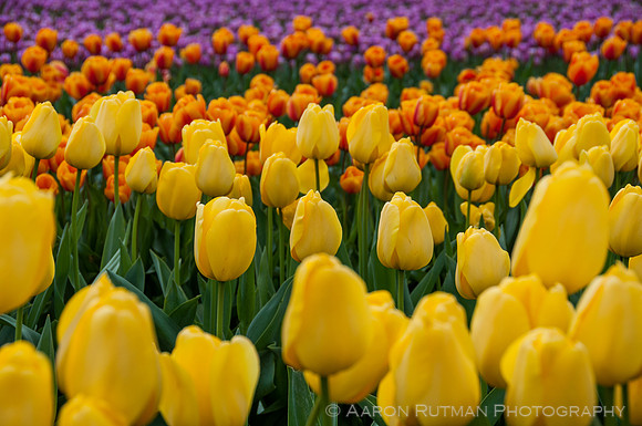 Roozengaarde, Skagit Valley Tulip Festival